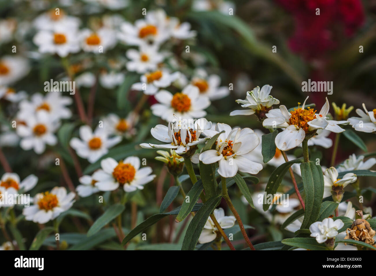 beautiful wild flower in forest, nature background Stock Photo - Alamy