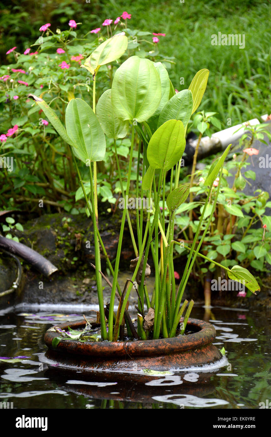 Floating plants in a pond Stock Photo Alamy