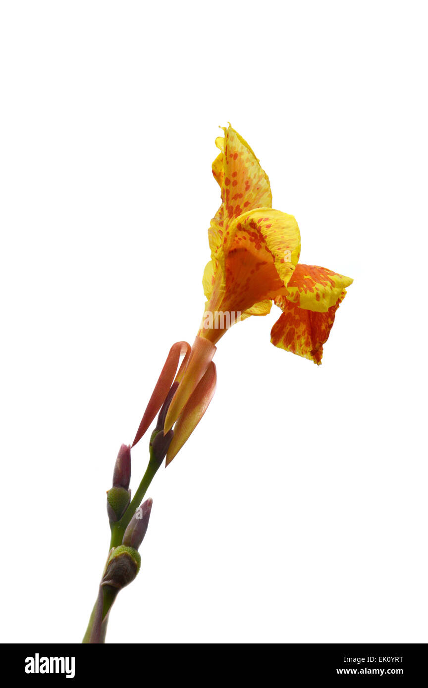 Kana Flowers (Canna Lily or Canna Indica) on white background Stock