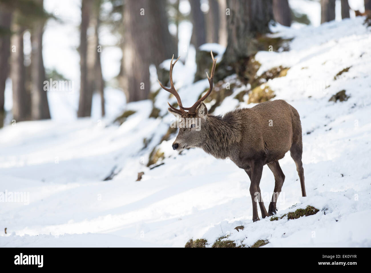 Red deer (Cervus elephas). An adult male photographed in a Scottish pine forest in winter. Stock Photo