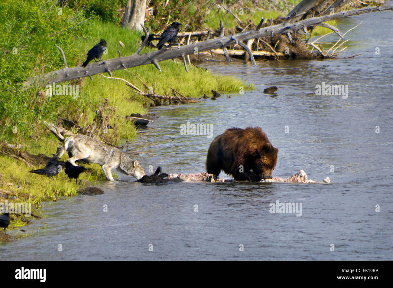 A wolf and grizzly bear feed on the carcass of a dead bison in the Lamar River, in the Lamar Valley of Yellowstone National Park Stock Photo