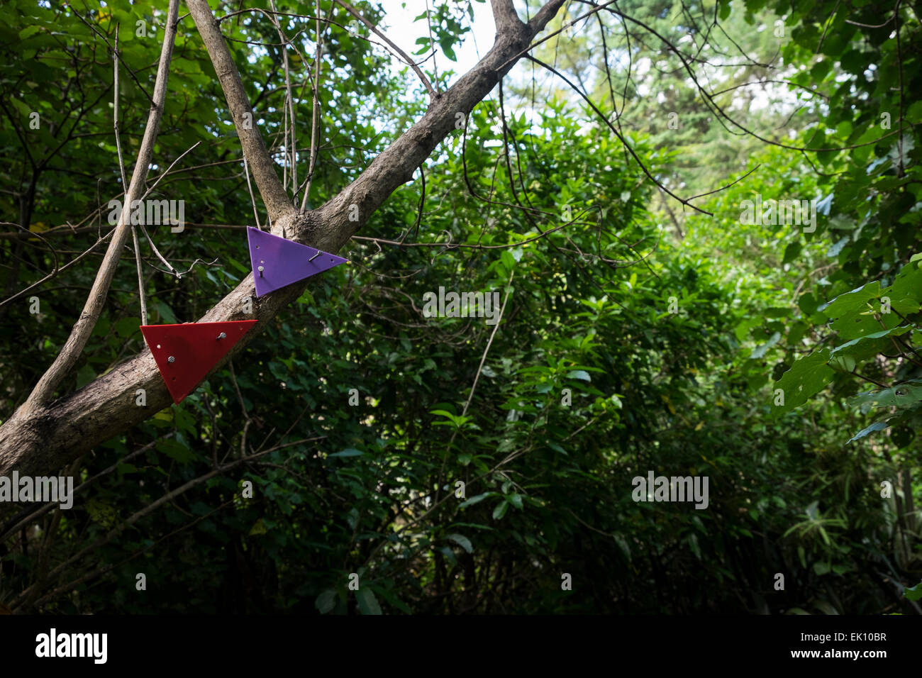 Path markers made from coloured triangles of plastic nailed to tree branch to guide people on a walk through the bush Te Mata Stock Photo