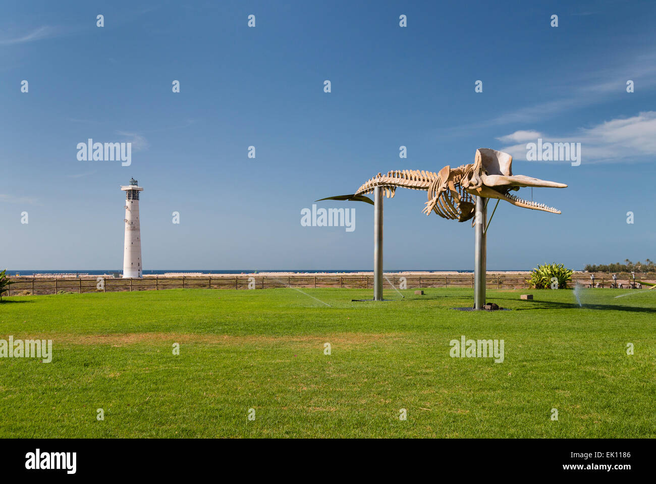 Whale skeleton hi-res stock photography and images - Page 3 - Alamy, image size:1300x959