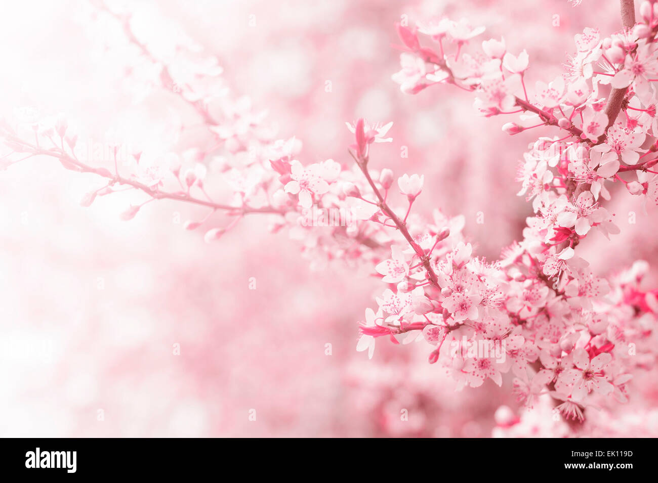 Cherry tree flower in spring Stock Photo - Alamy
