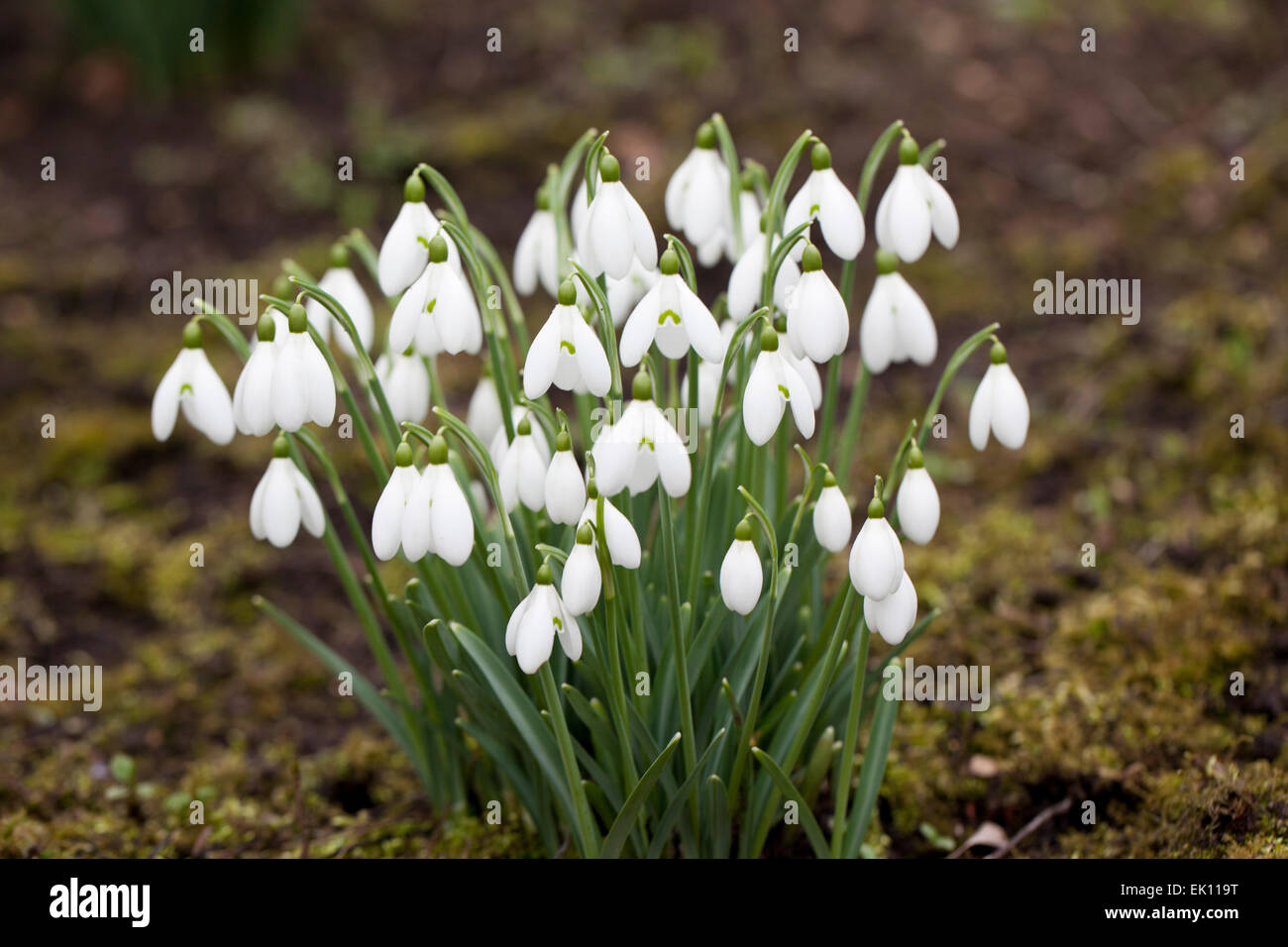 Galanthus S. Arnott snowdrops flowering in an English winter garden, UK