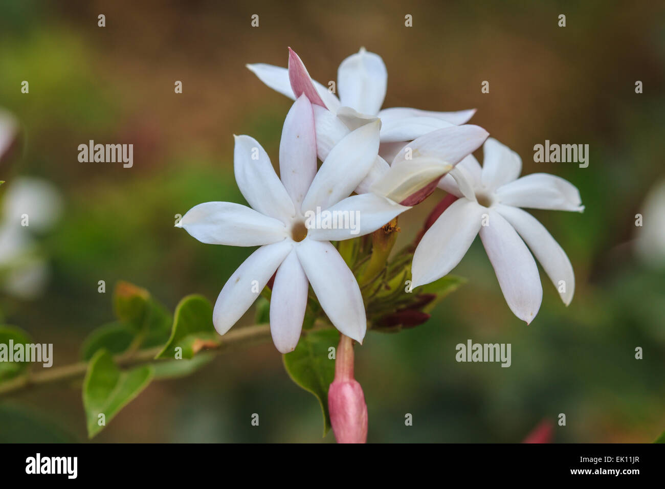 White Jasmine flowers on tree in garden Stock Photo Alamy