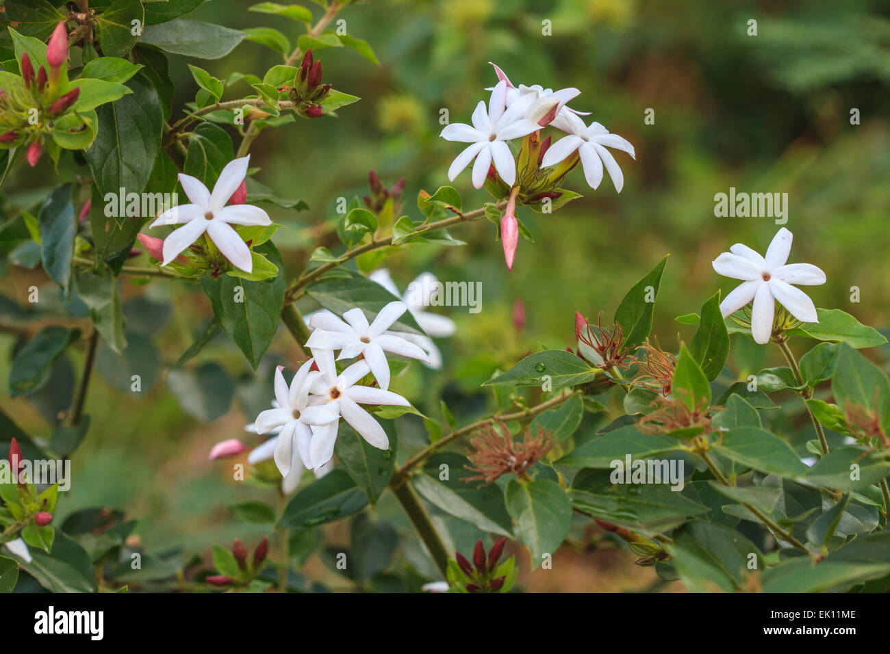 White Jasmine flowers on tree in garden Stock Photo