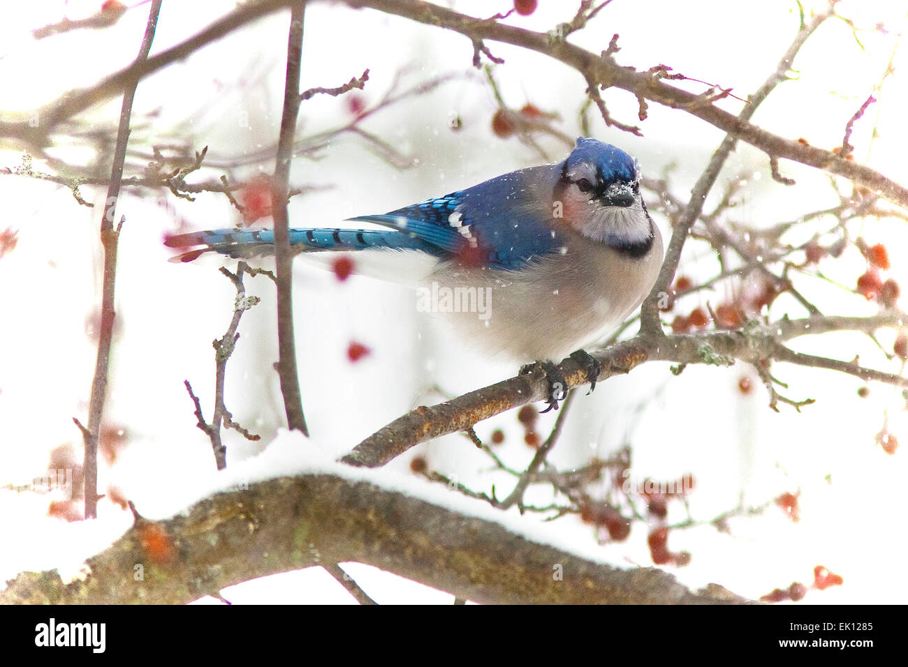 A bluejay sitting on a crab apple tree branch Stock Photo
