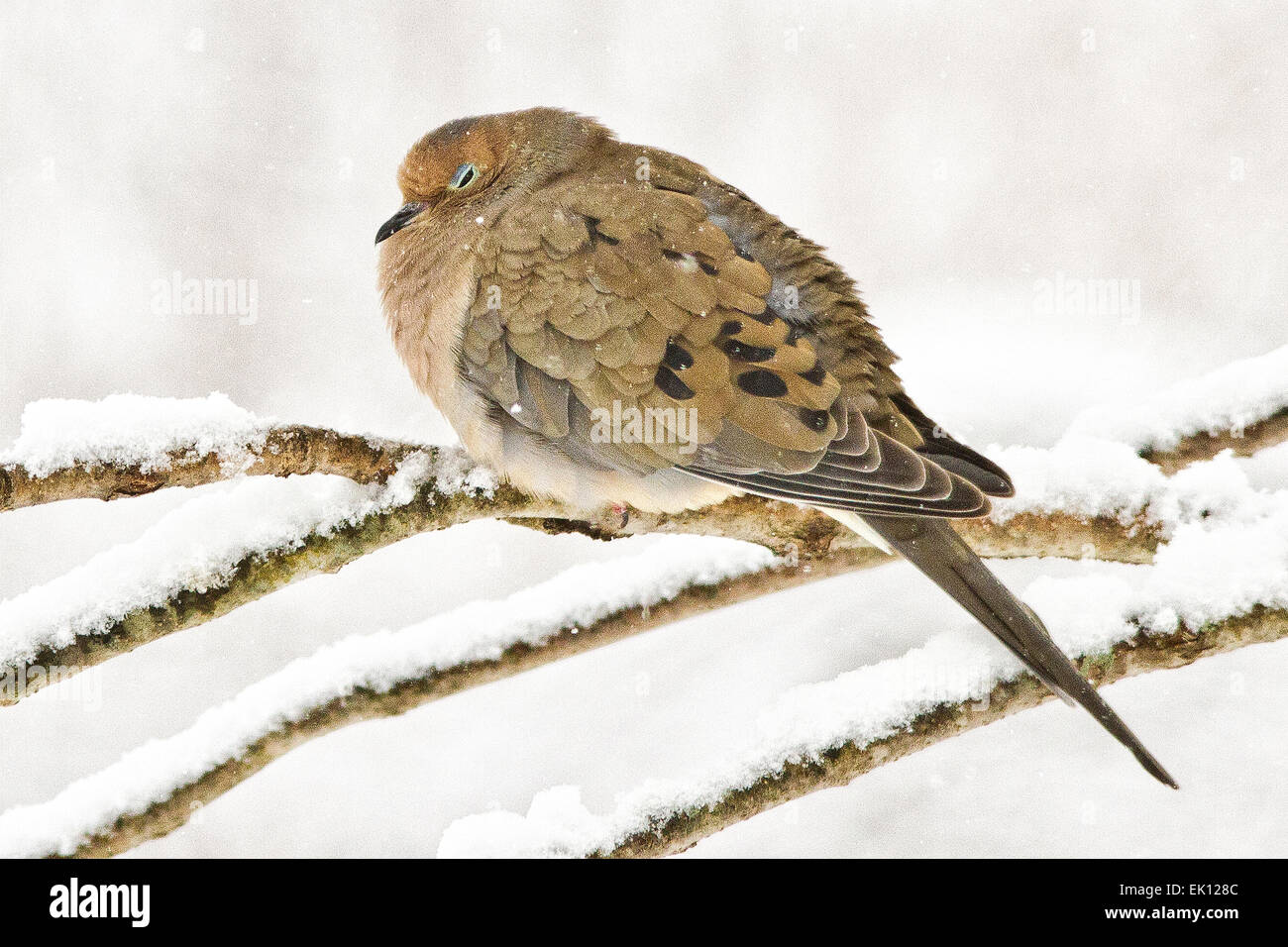 Mourning Dove - Zenaida macroura, Stock Photo