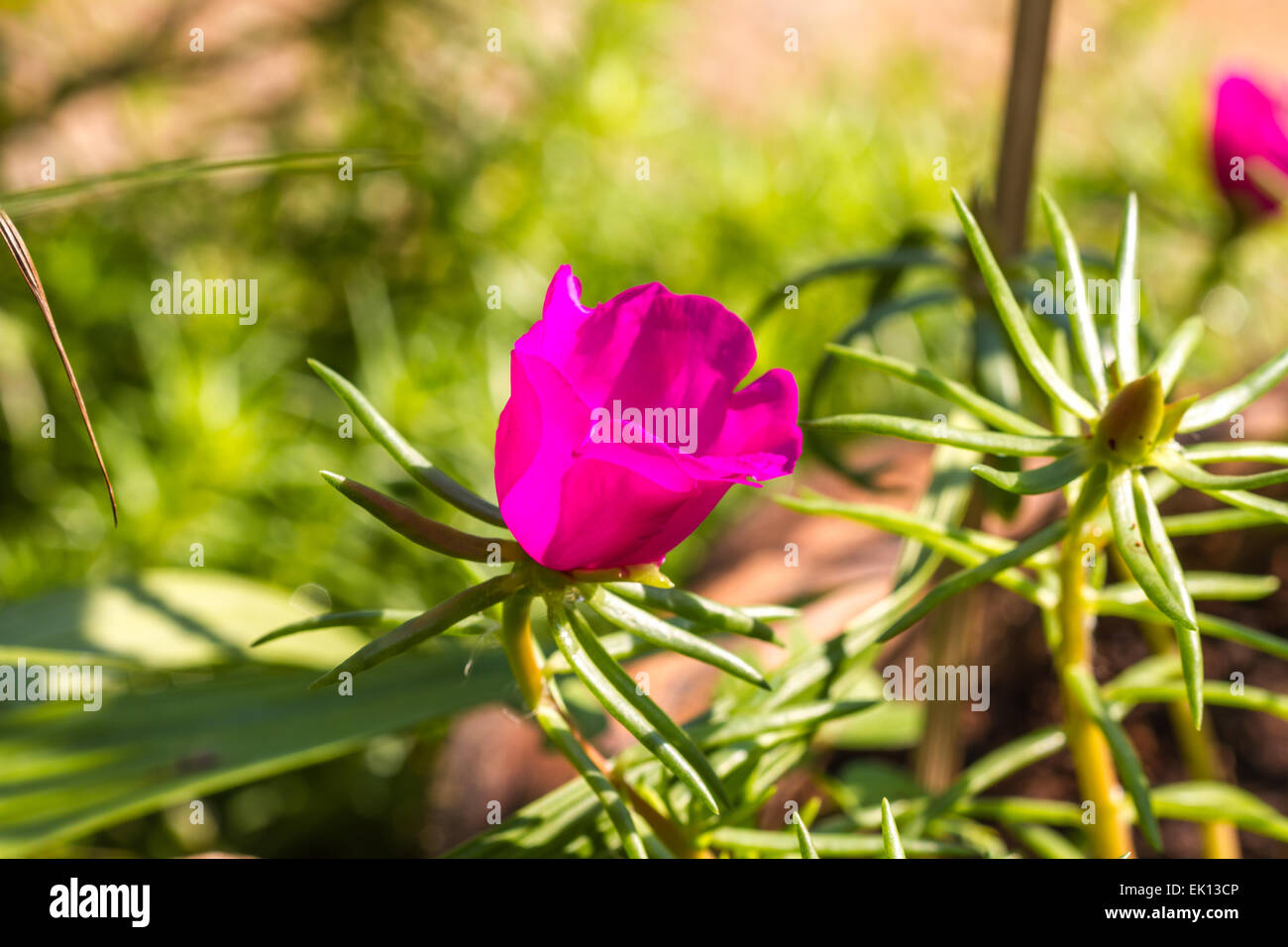 Portulaca flowers at the garden in morning Stock Photo
