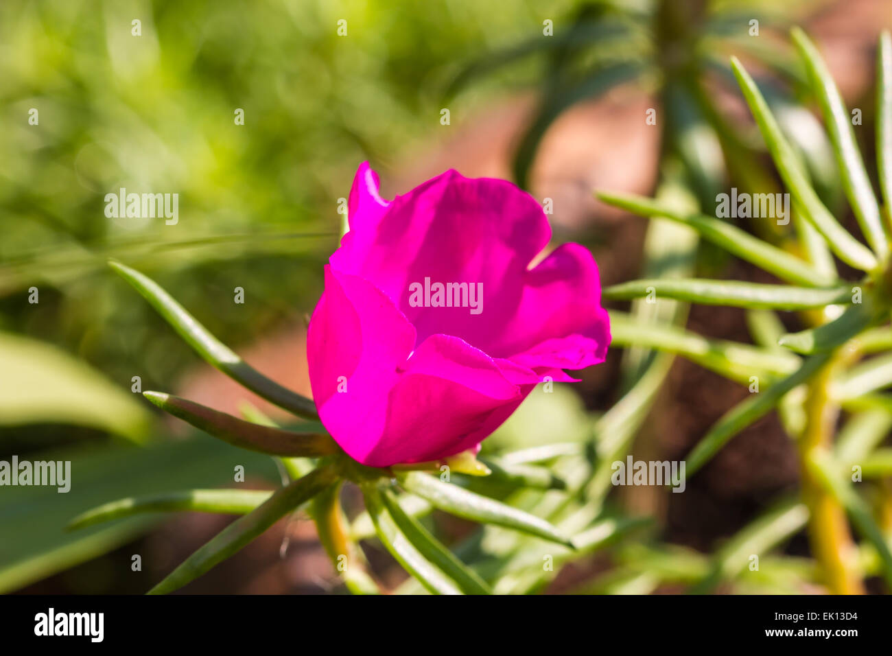 Portulaca flowers at the garden in morning Stock Photo