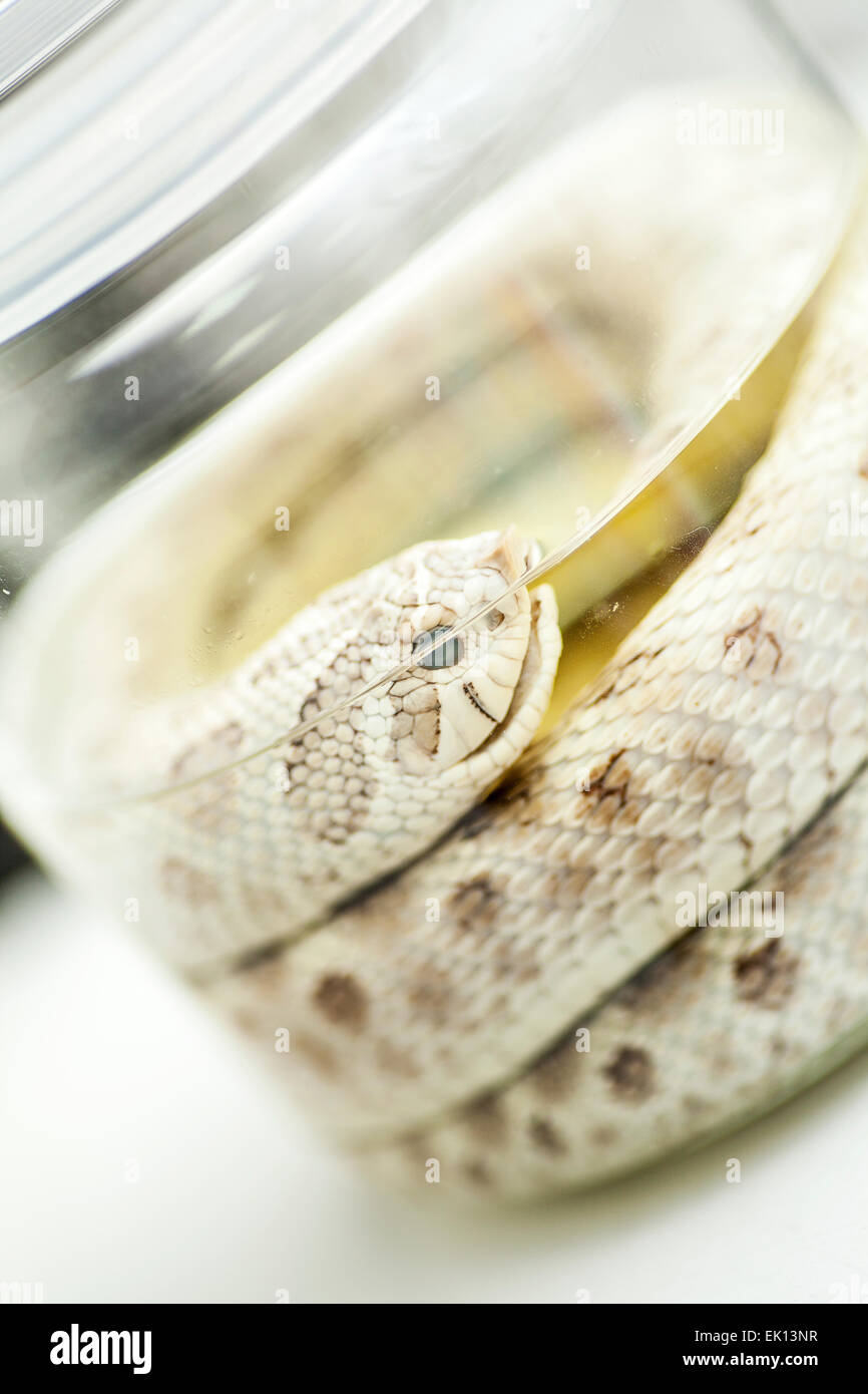 Dead snake in a jar Stock Photo Alamy