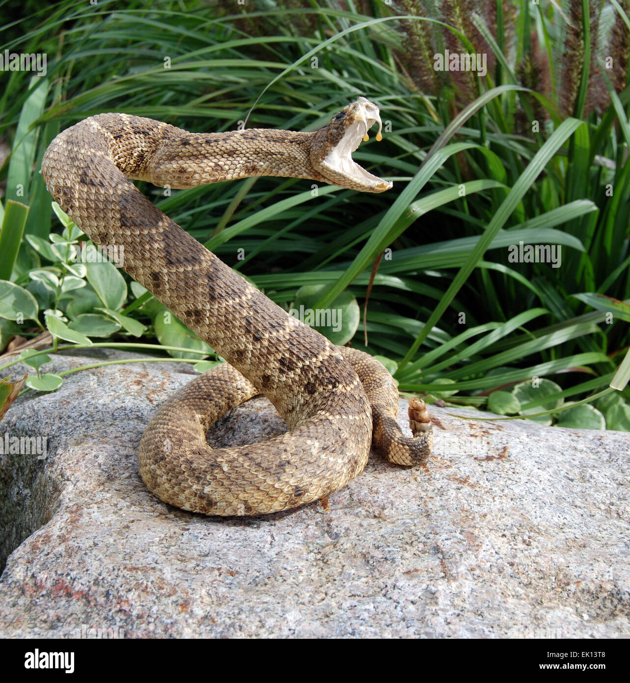 coiled rattle snake on a rock Stock Photo