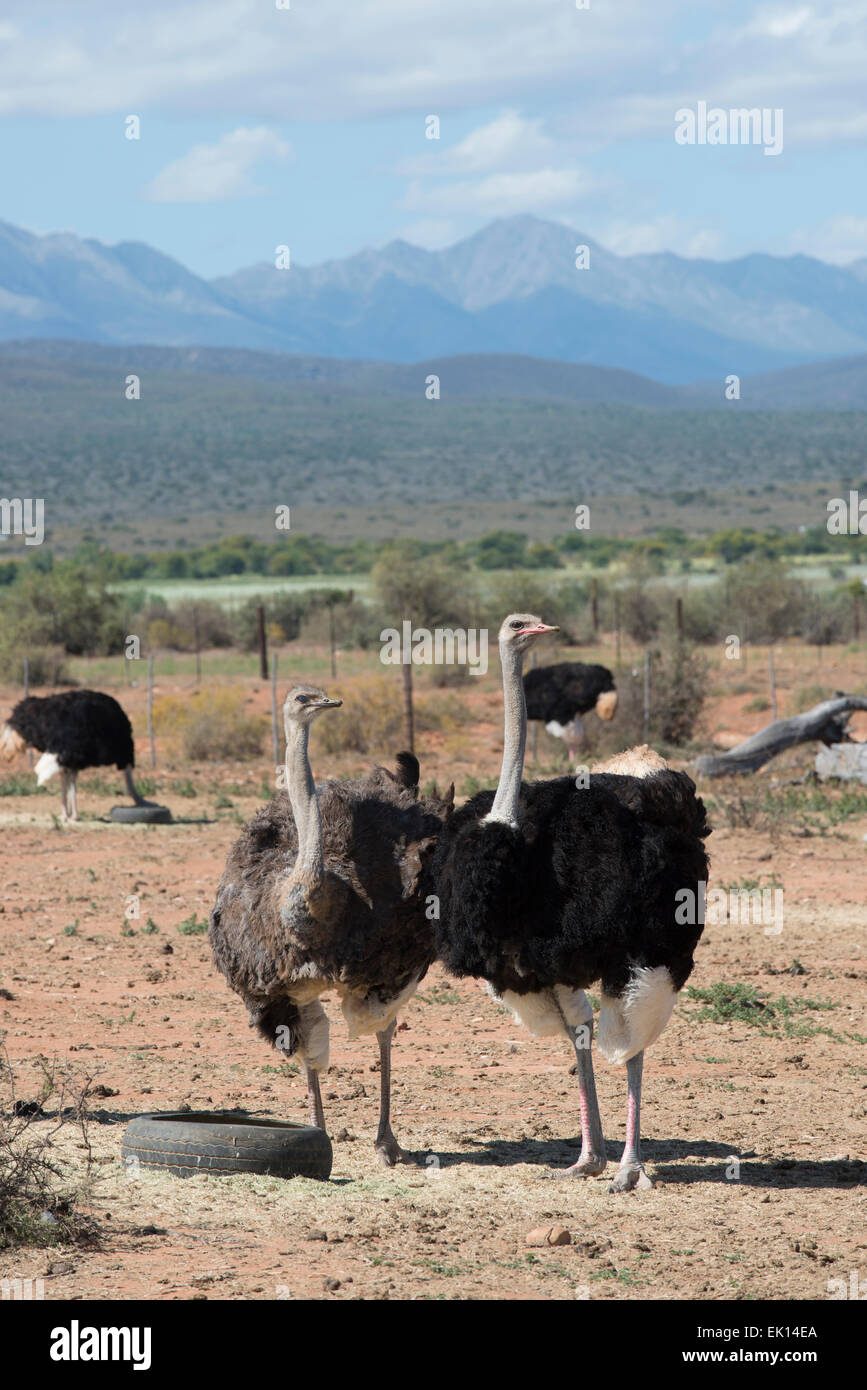 Ostriches (Struthio camelus) farmed for their meat and feathers on a commercial farm in Oudtshoorn, Western Cape, South Africa Stock Photo