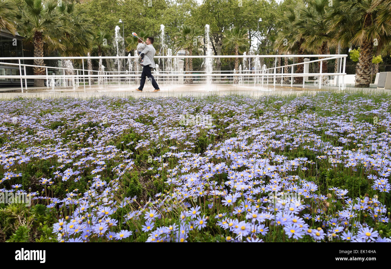 Flower bed of blue margaritas at boardwalk, Port of Malaga, fountain in