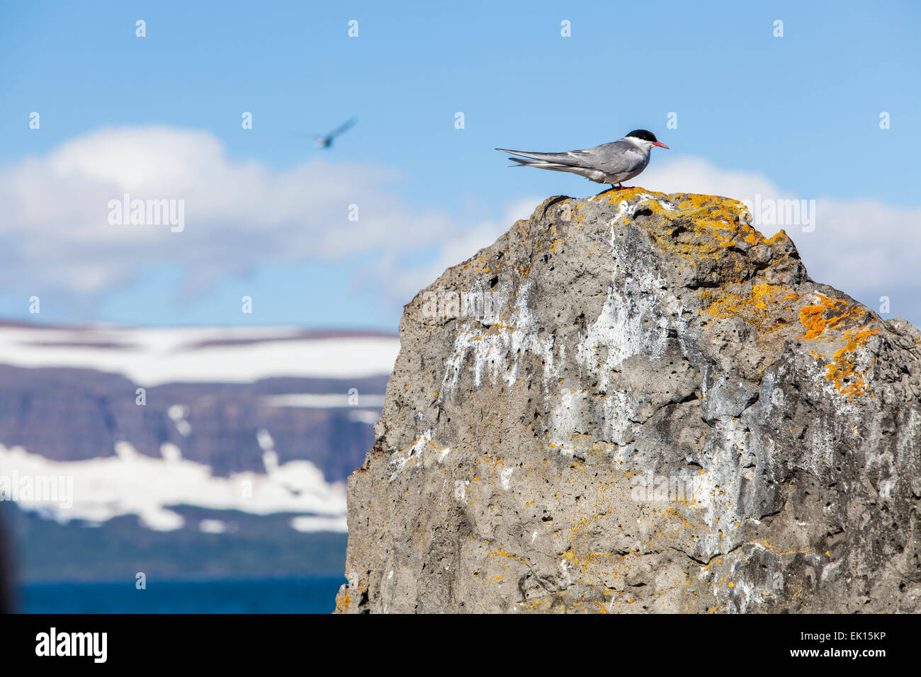 Artic Tern on Vigur Island in the Westfjords of Iceland Stock Photo