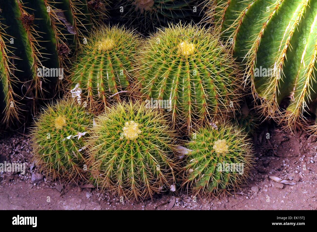 Golden Barrel Cactus, Carlsbad, New Mexico - USA Stock Photo