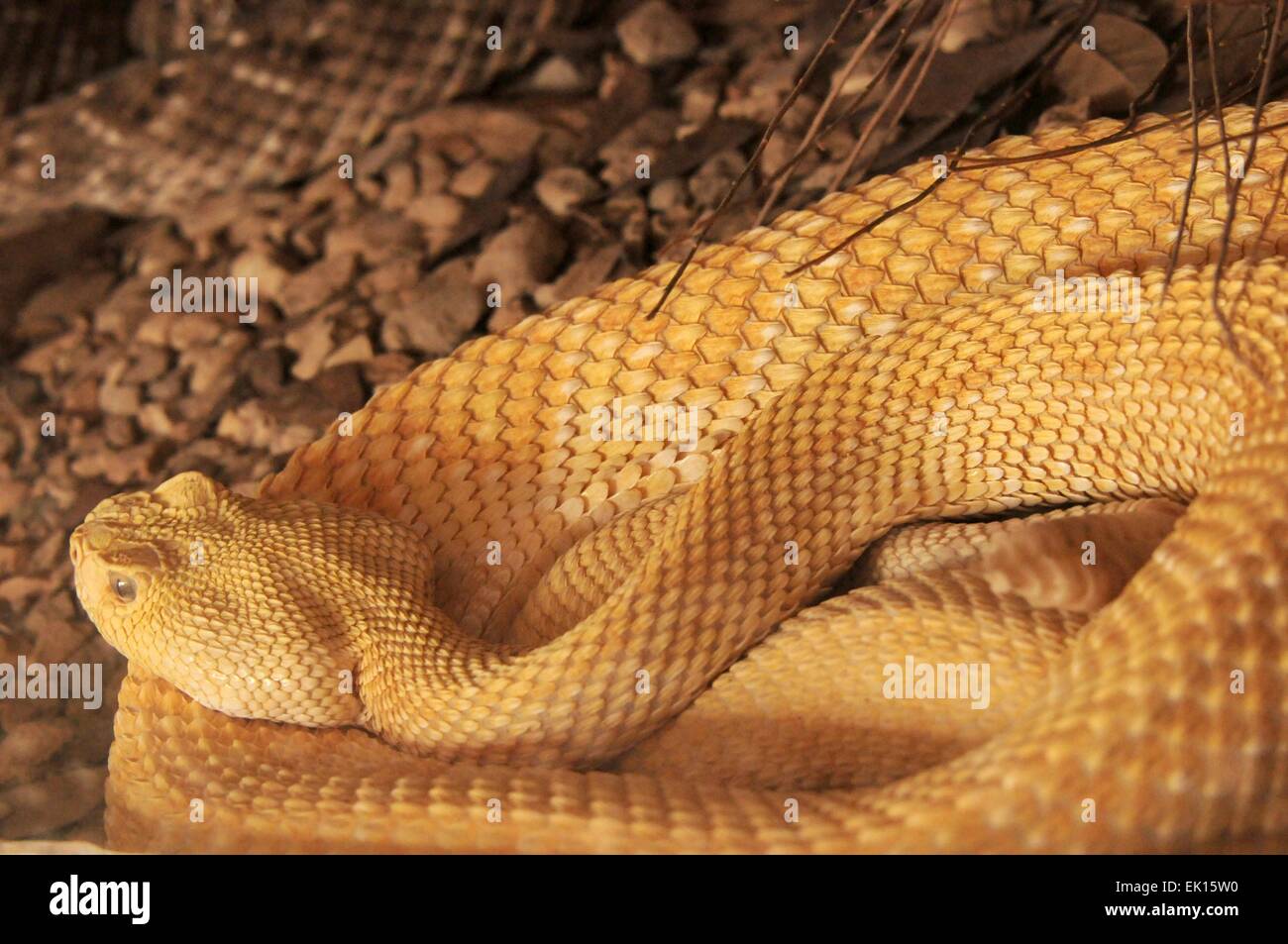 Albino  Western Diamondback Rattlesnake - New Mexico - USA Stock Photo