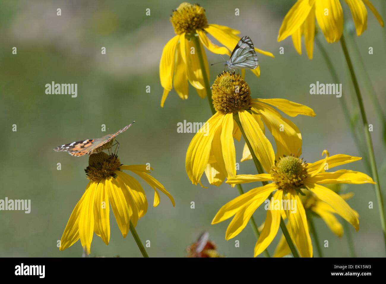 Two butterflies on Cutleaf Cone Flowers New Mexico - USA Stock Photo