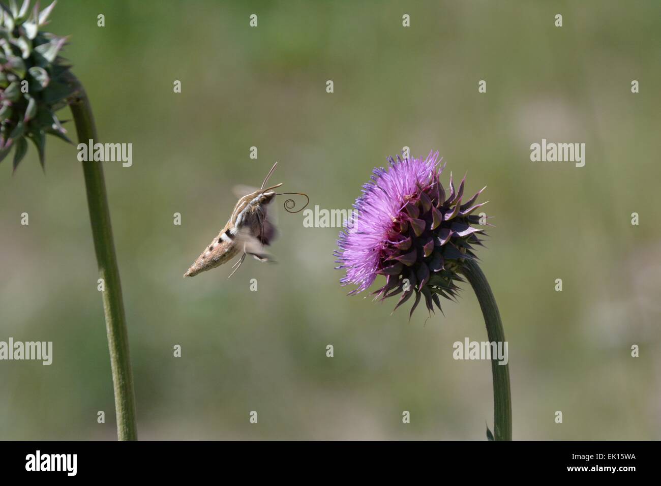 Hummingbird Moth coming in to feed on a New Mexico Thistle Stock Photo