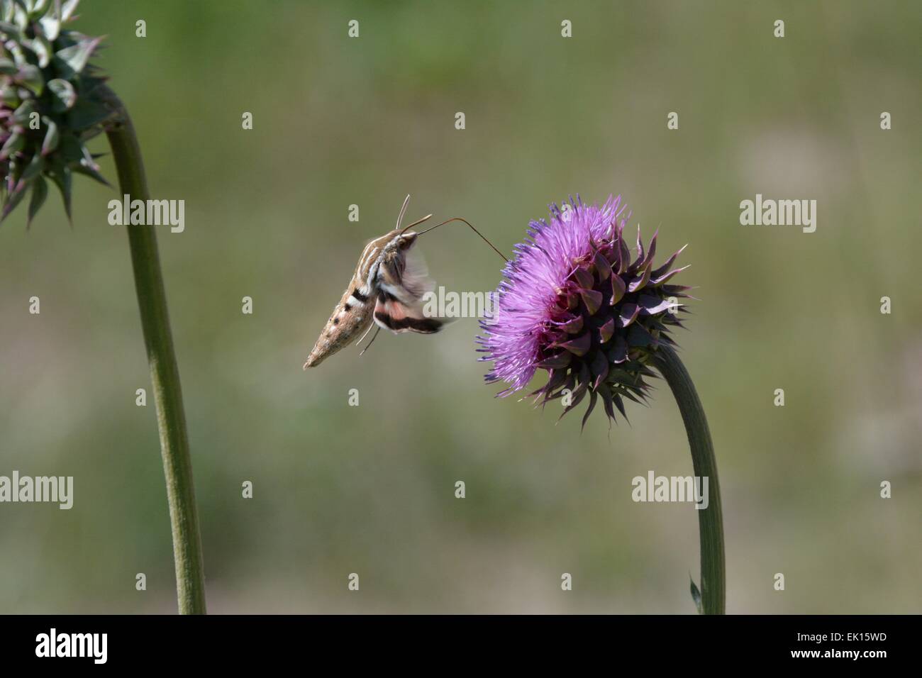 Hummingbird Moth feeding from a thistle blossom New Mexico - USA Stock Photo