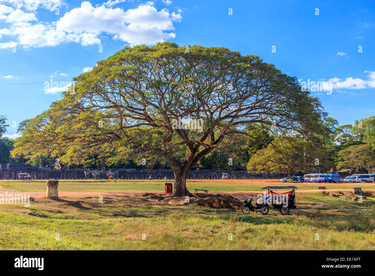 A giant tree close to the Elephant Terrace, Angkor Wat Stock Photo