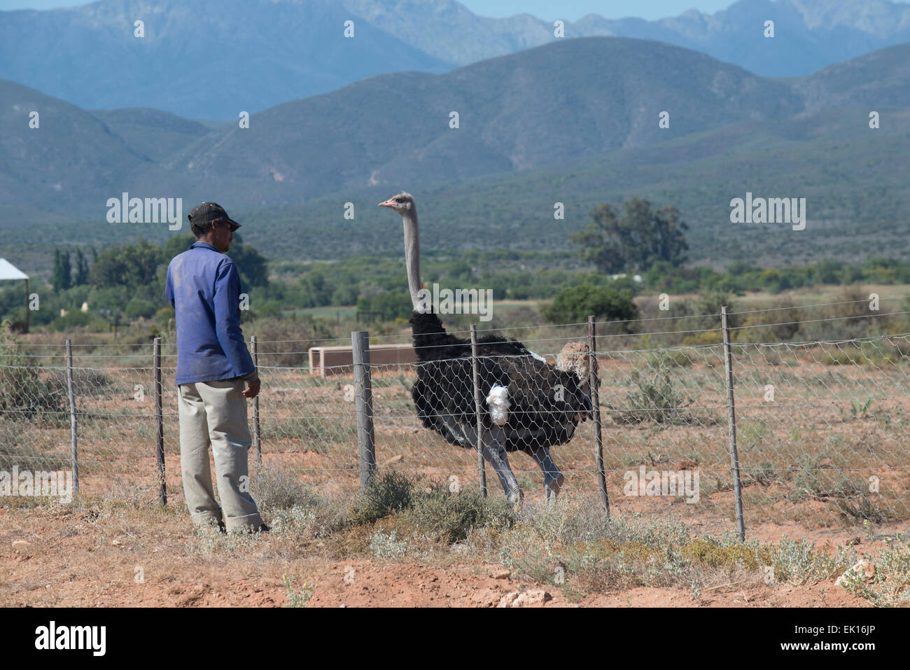 Male Ostrich (Struthio camelus) and farm worker on a commercial farm in Oudtshoorn, Western Cape, South Africa Stock Photo