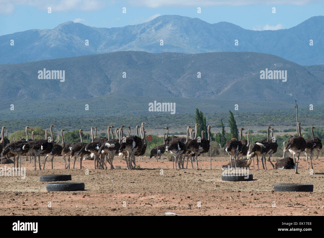 Ostriches (Struthio camelus) farmed for their meat and feathers on a commercial farm in Oudtshoorn, Western Cape, South Africa Stock Photo