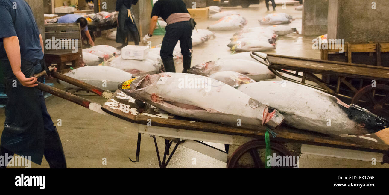 Tuna Auction at Tsukiji Market, Tokyo, Japan Stock Photo