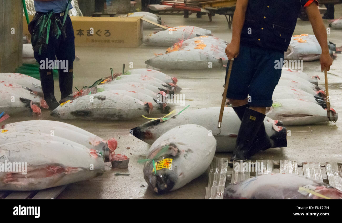 Tuna Auction at Tsukiji Market, Tokyo, Japan Stock Photo