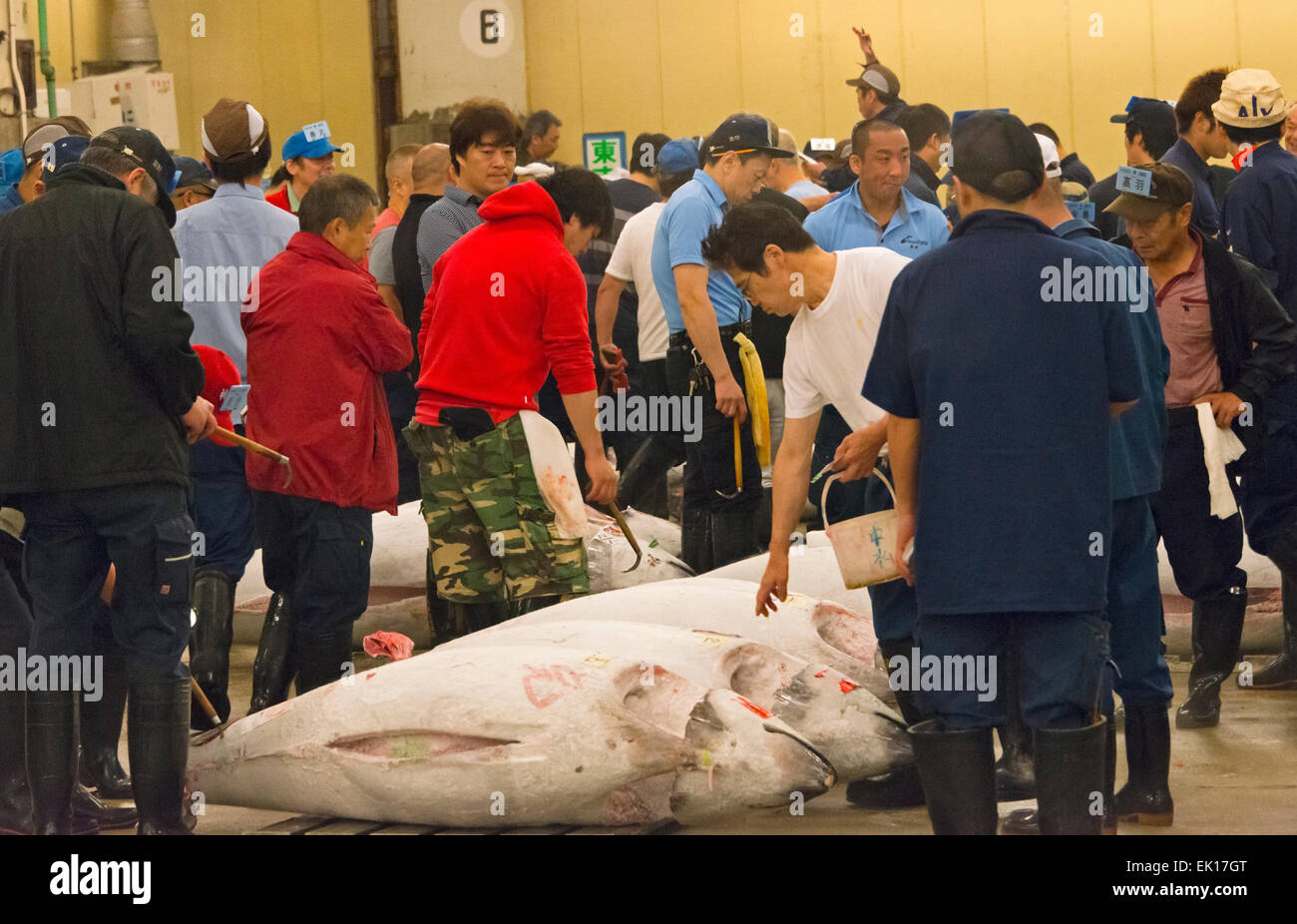 Tuna Auction at Tsukiji Market, Tokyo, Japan Stock Photo Alamy