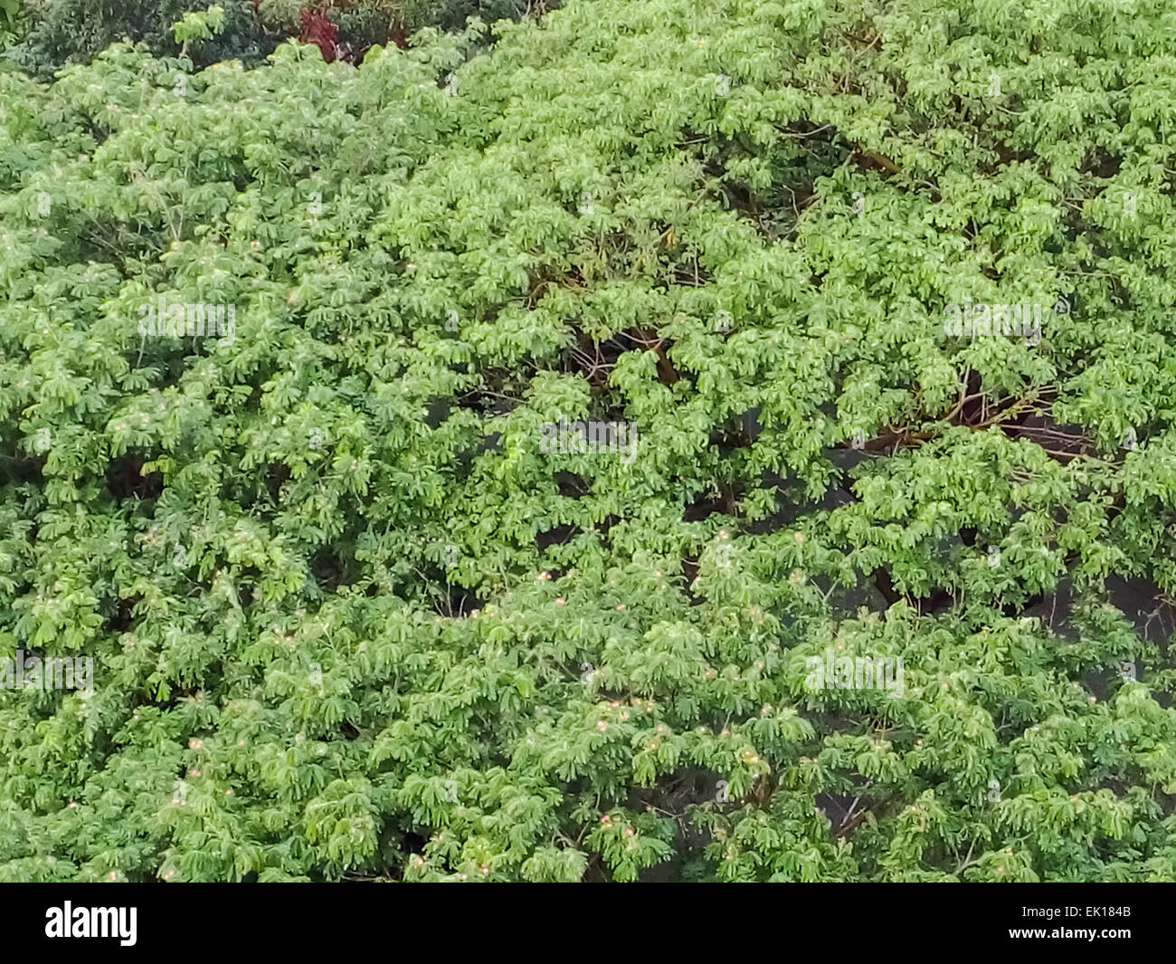 Aerial view thick tropical forest hi-res stock photography and images ...