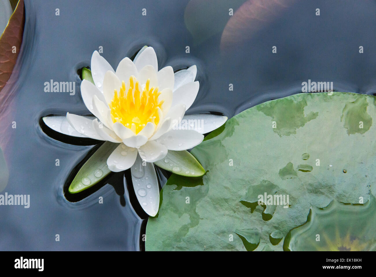 Japanese Water Flowers