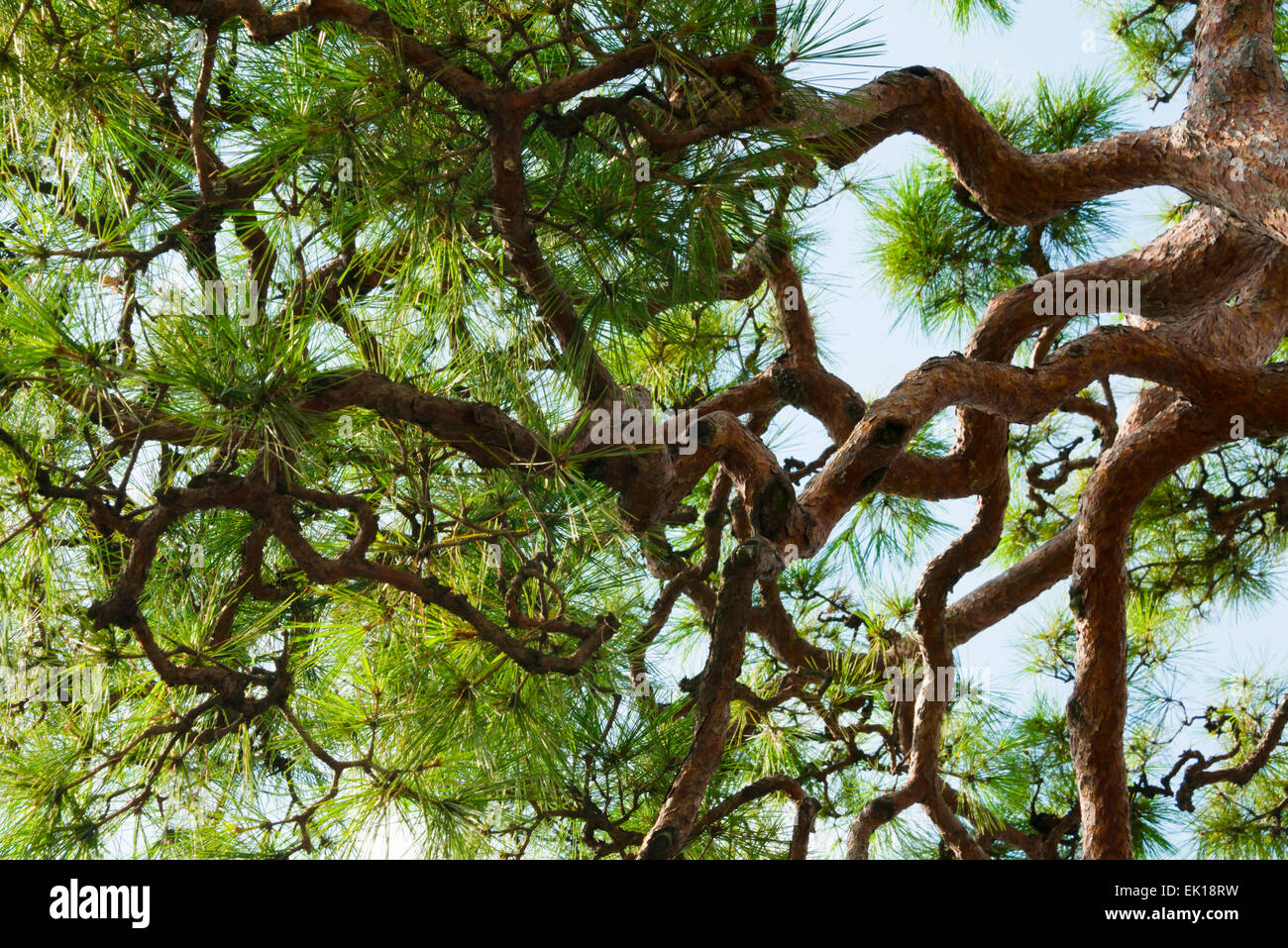 Old pine tree, Kyoto, Japan Stock Photo