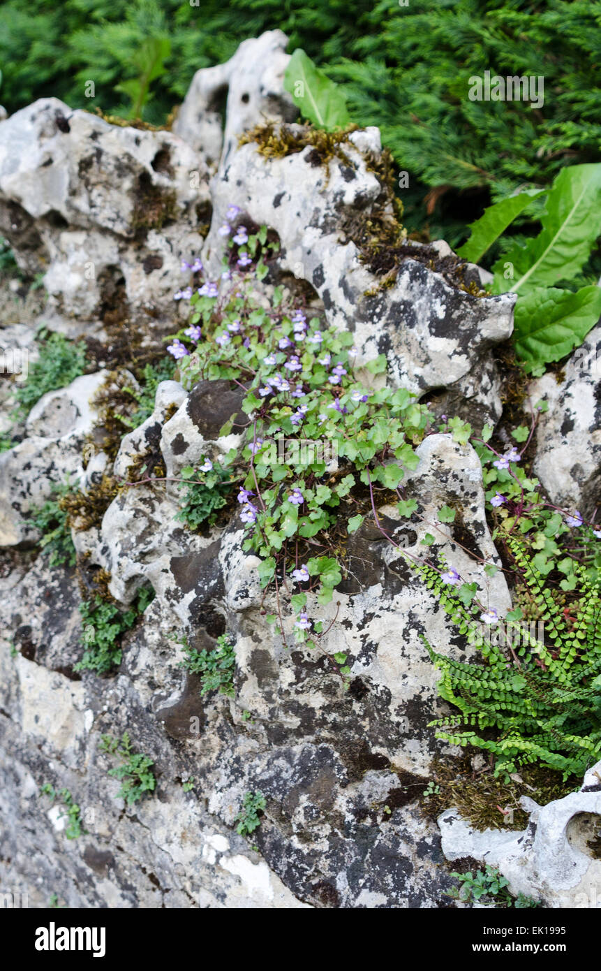 Maidenhair Fern (Asplenium trichomanes) and Kenilworth Ivy (Cymbalaria muralis) growing on a stone wall. Santenay, France Stock Photo