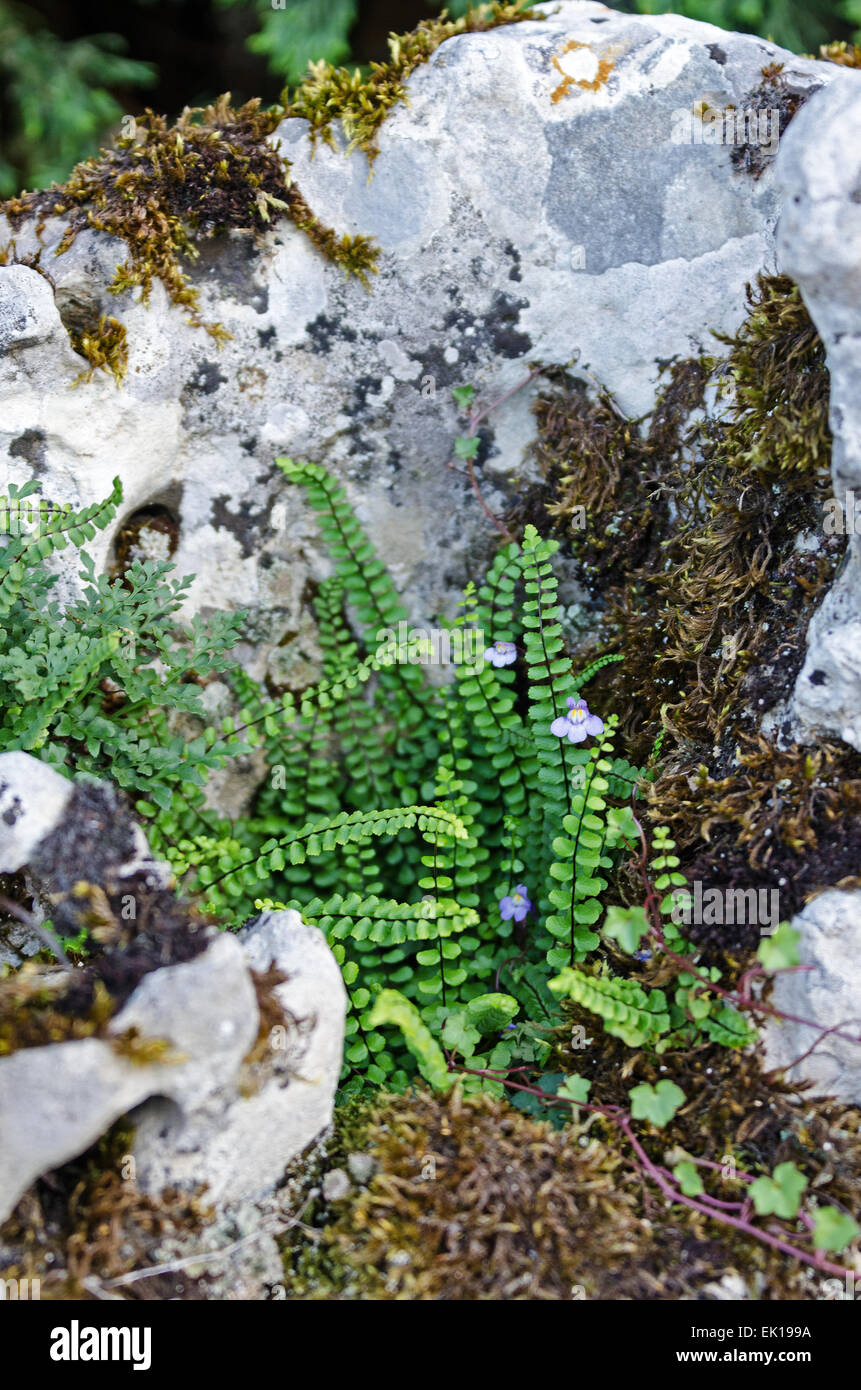 Maidenhair Fern (Asplenium trichomanes) and Kenilworth Ivy (Cymbalaria muralis) growing in a stone wall. Santenay, France Stock Photo