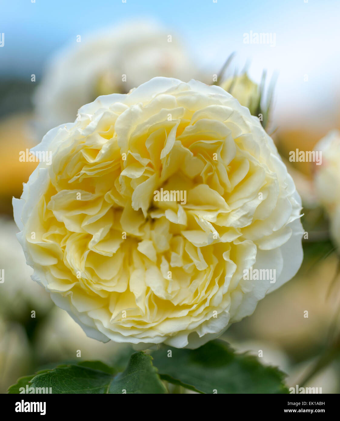 David Austin English rose The Pilgrim Stock Photo Alamy