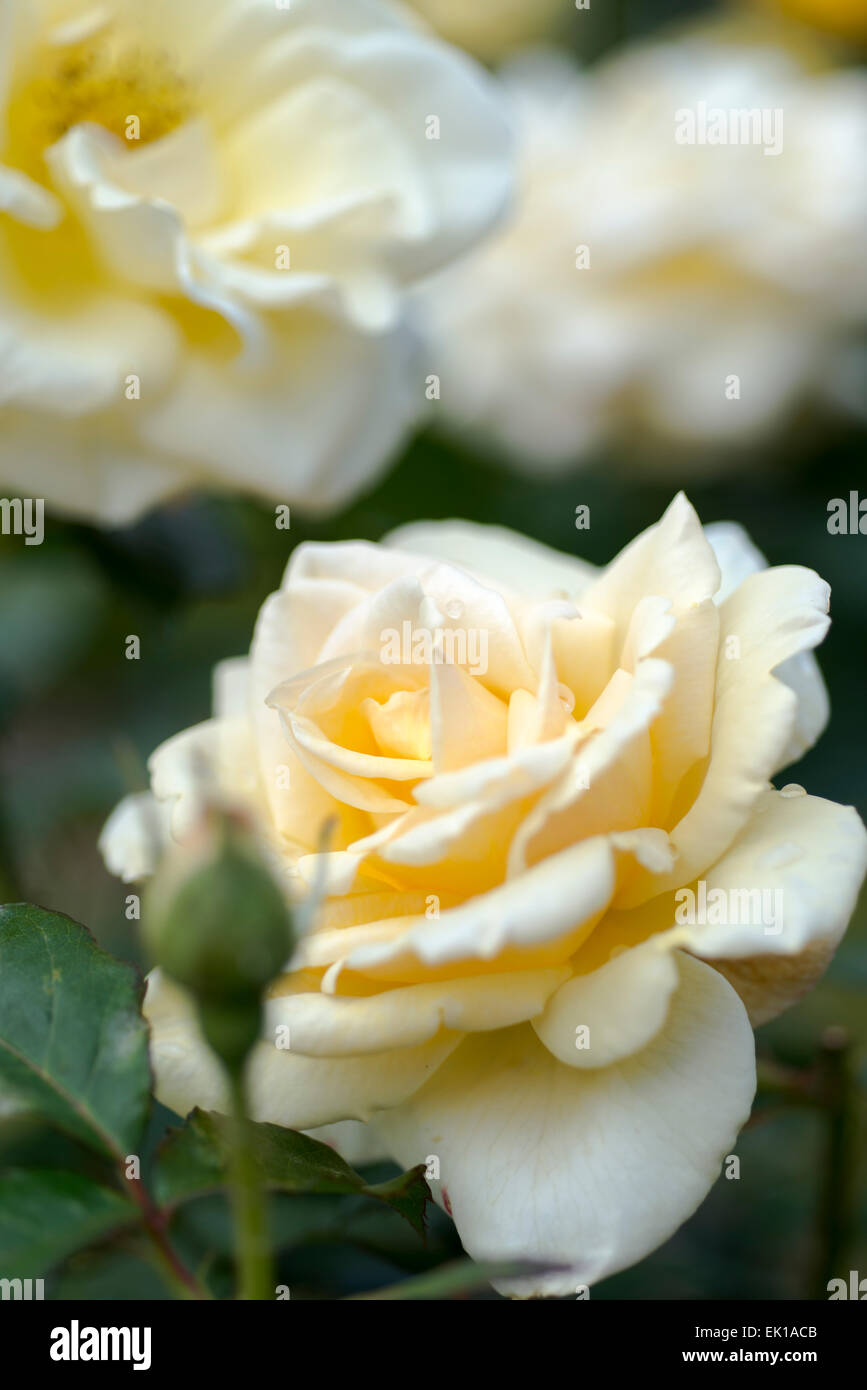 Yellow rose Rustica Stock Photo