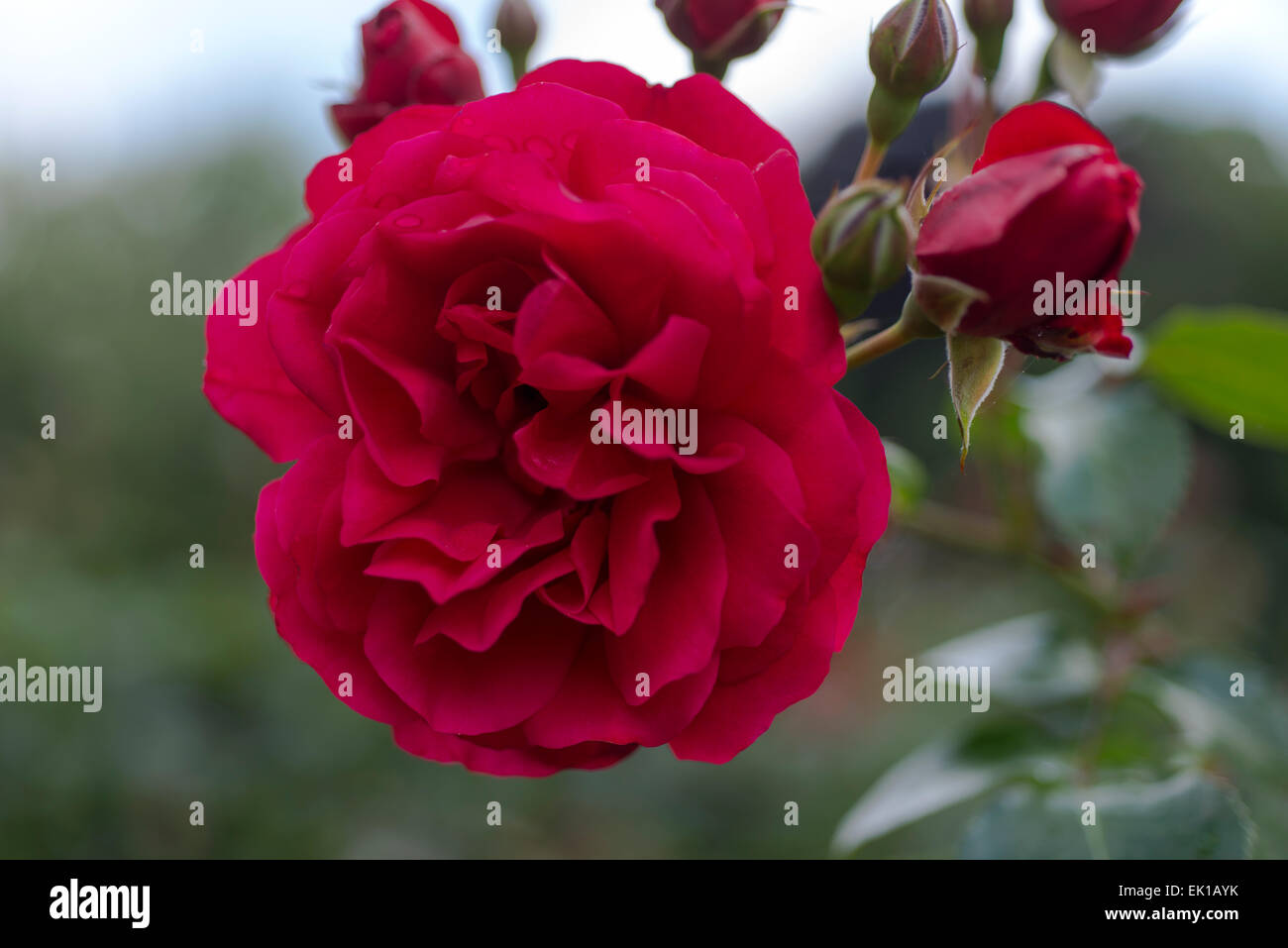 Rosa Illusion Stock Photo