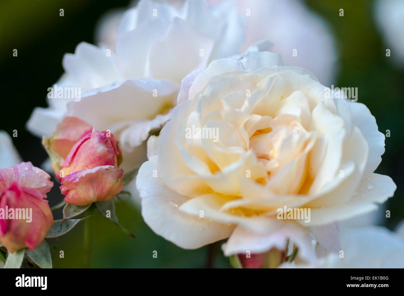 Rosa, Gruss an Aachen, white rose Stock Photo