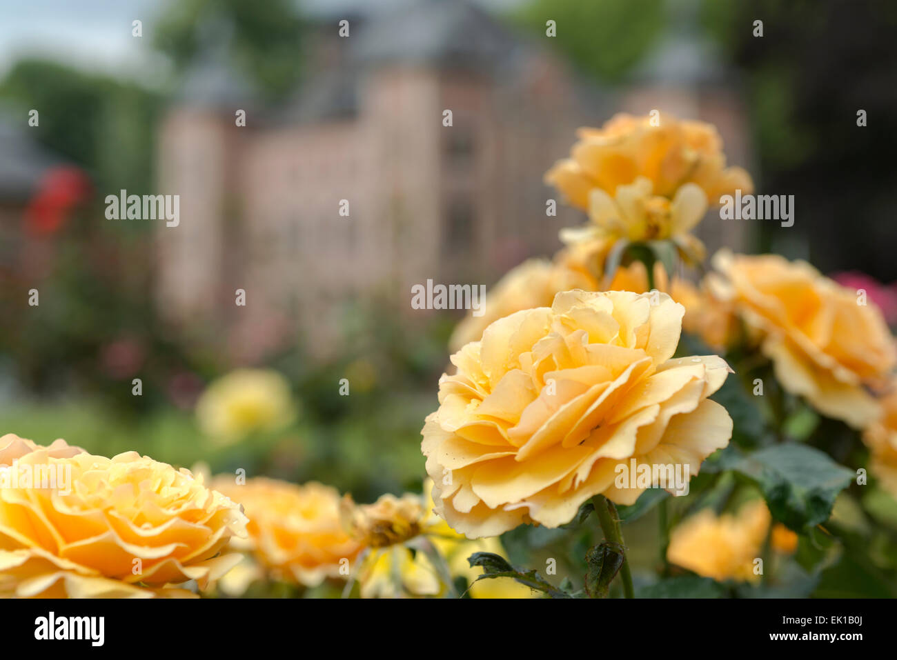 Rosa Amber Queen Stock Photo - Alamy