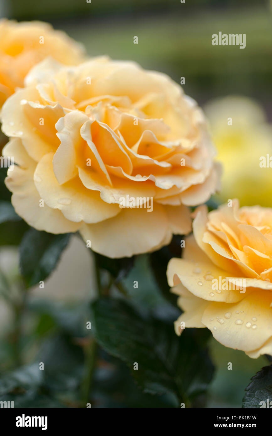 Rosa Amber Queen Stock Photo - Alamy