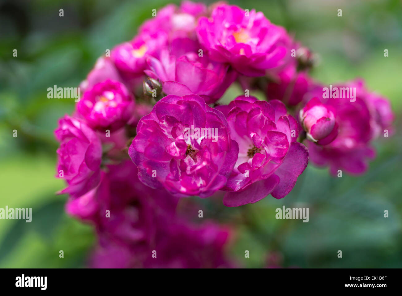 Sibelius rose hi-res stock photography and images - Alamy