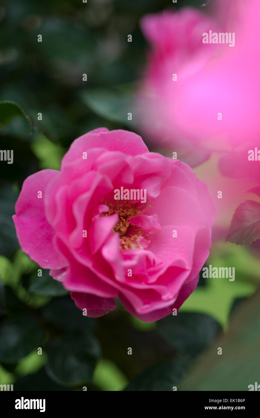 Rosa Play Rose High Resolution Stock Photography and Images - Alamy