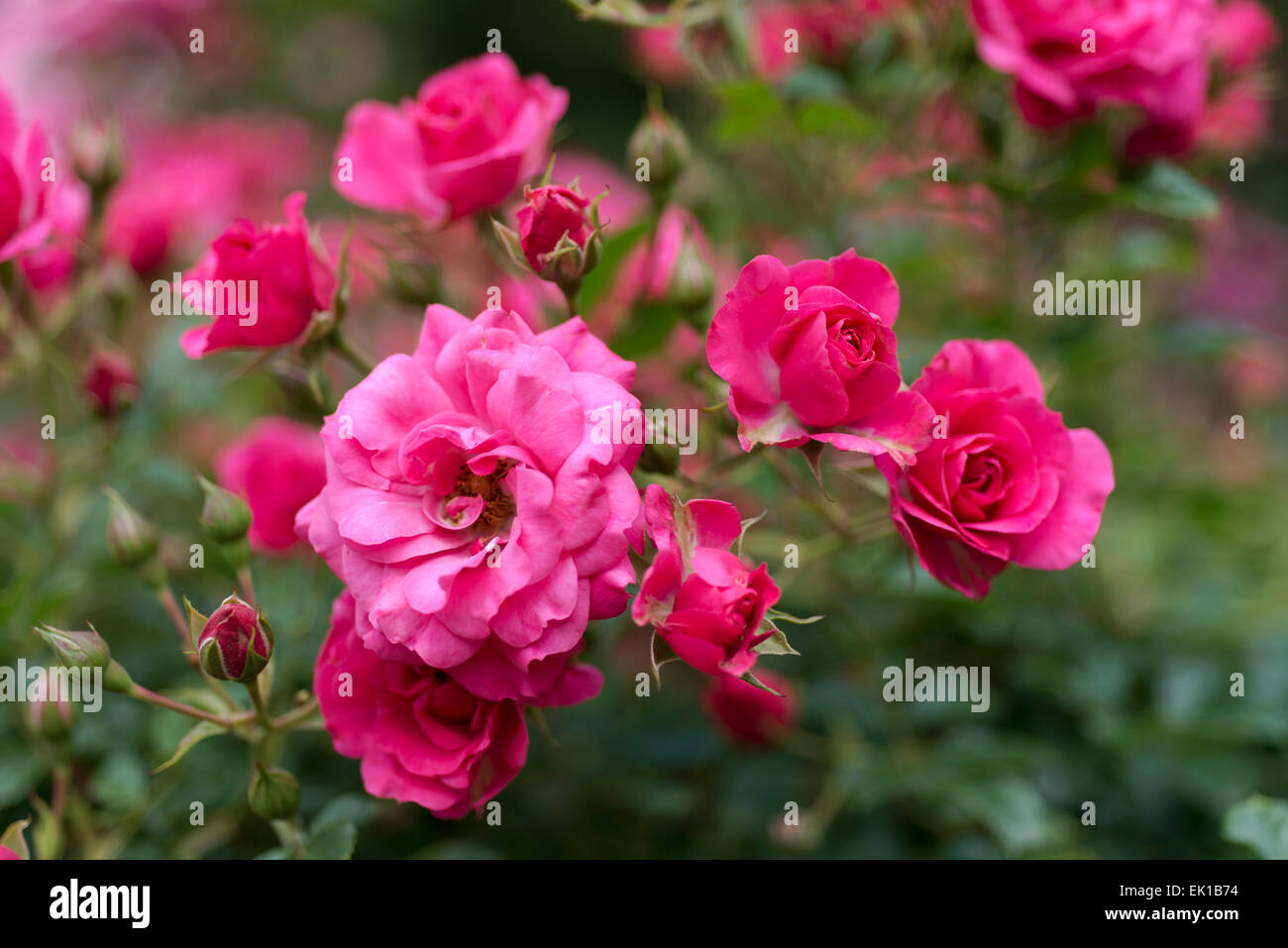 Dark Pink Rosa Rody Stock Photo Alamy Dark pink rosa rody stock photo alamy