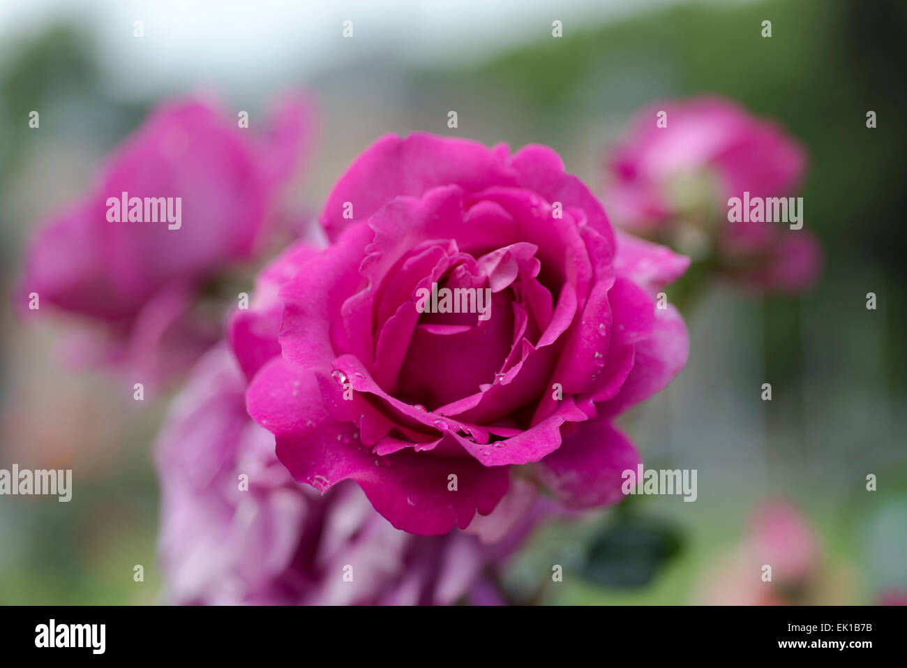 Dark Pink Rosa Chartreuse De Parme Stock Photo Alamy Dark pink rosa chartreuse de parme stock photo alamy