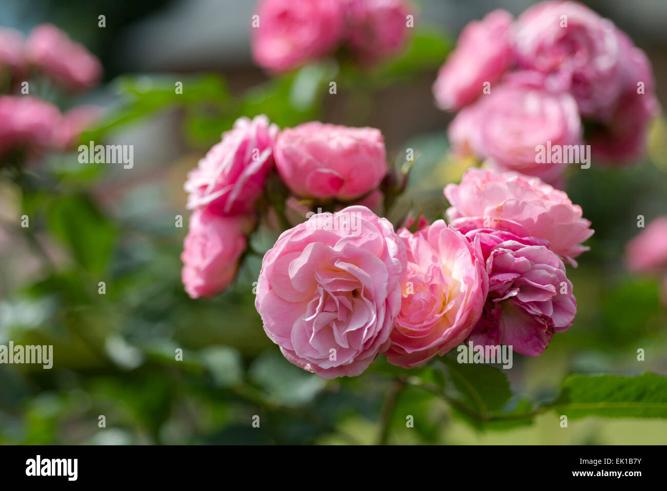 Pink rose Walferdange Stock Photo