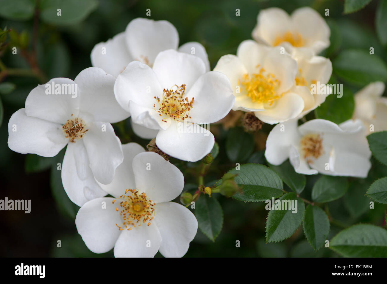Japanese white rose Awayuki Stock Photo