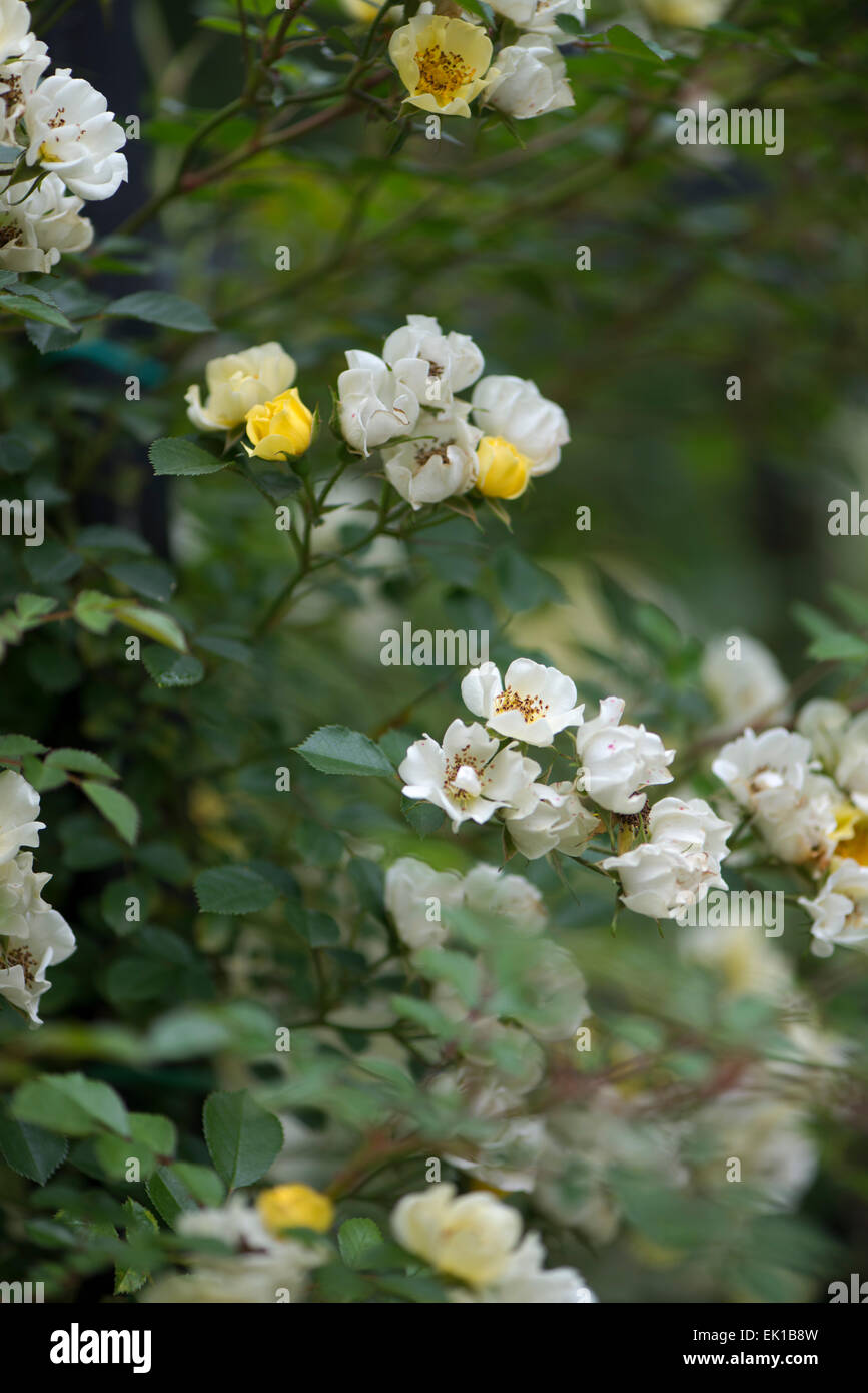 White Japanese Rose Ama No Gawa Stock Photo