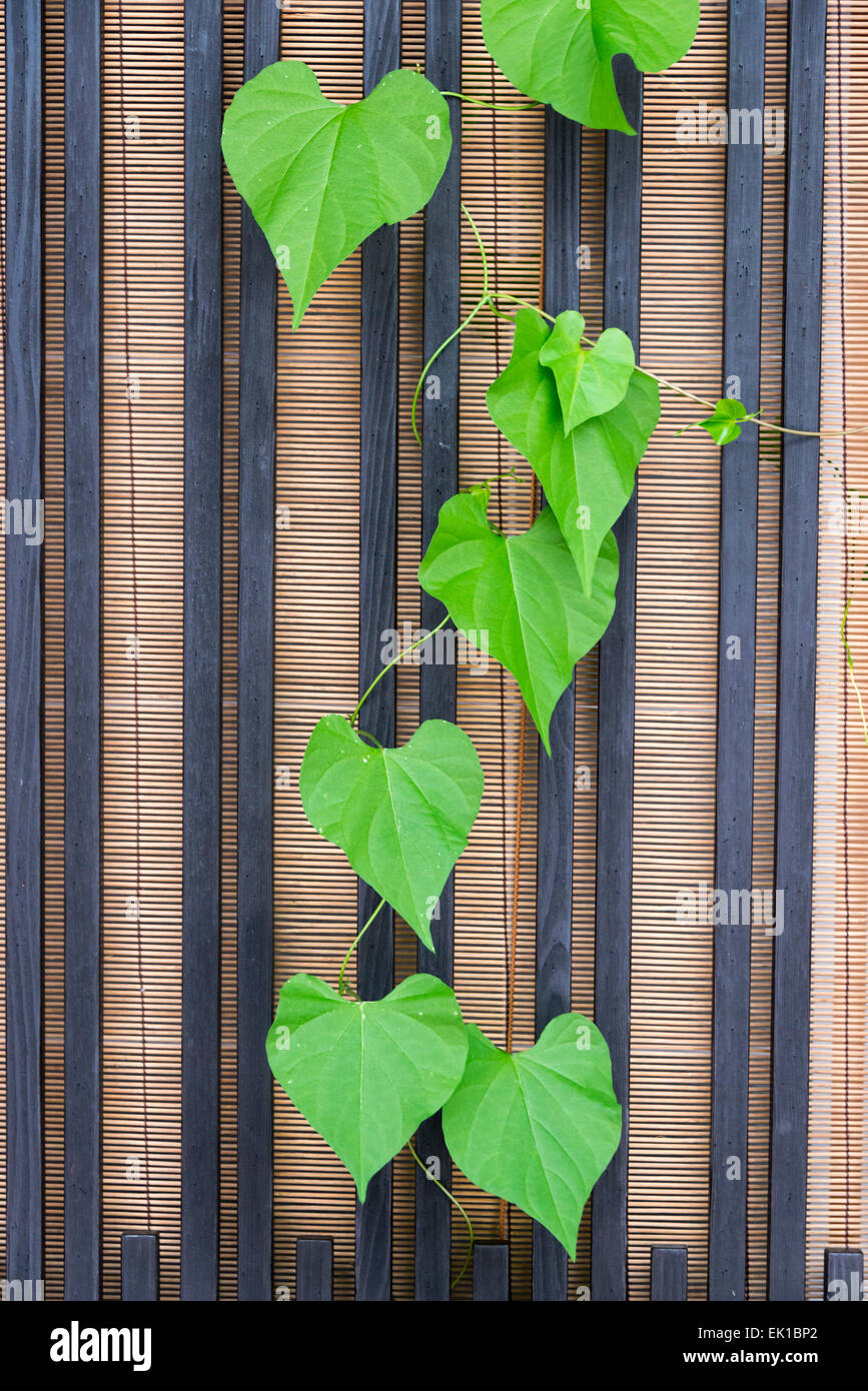Ivy by the bamboo window in a traditional house, Hida-Takayama, Gifu Prefecture, Japan Stock Photo